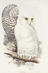 Búho nival. Strix Nyctea; (Linn); Surnia Nyctea, 1832-1837